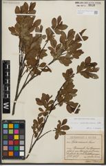Foto von Salix waldsteiniana Willd.